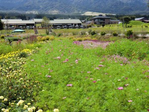 コスモス・花公園%20029