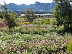 コスモス・花公園%20034